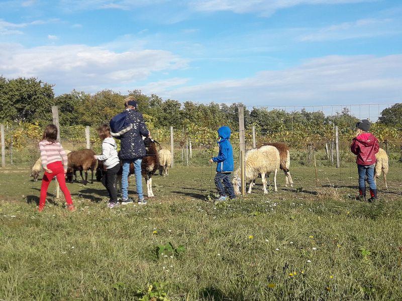 Ausflug Schafe Ausflug mit Kinder mit Schafen