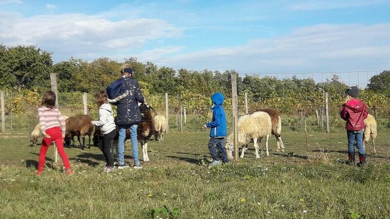 Ausflug mit Kinder mit Schafen